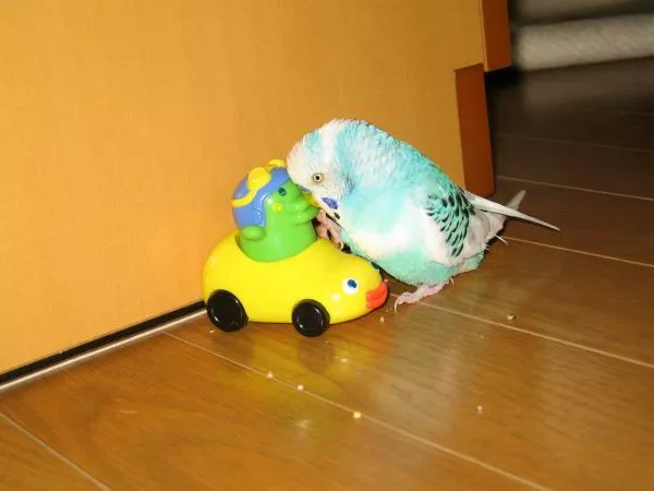 愛鳥さんの写真