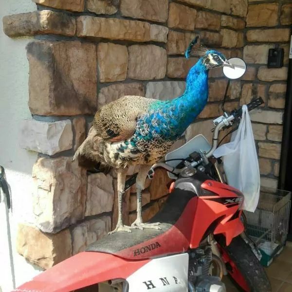 愛鳥さんの写真