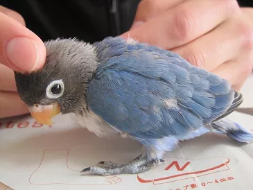 愛鳥さんの写真