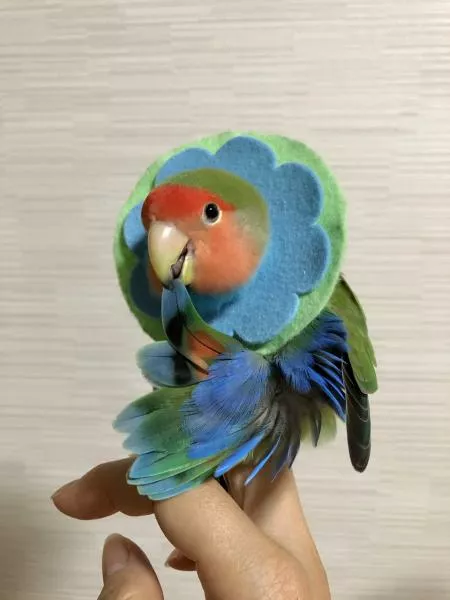 愛鳥さんの写真