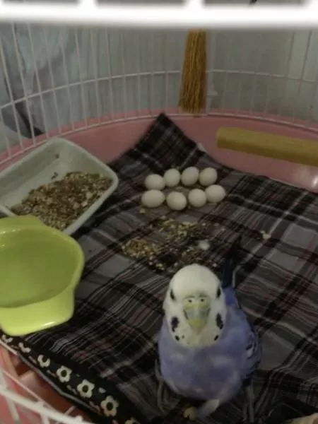 愛鳥さんの写真