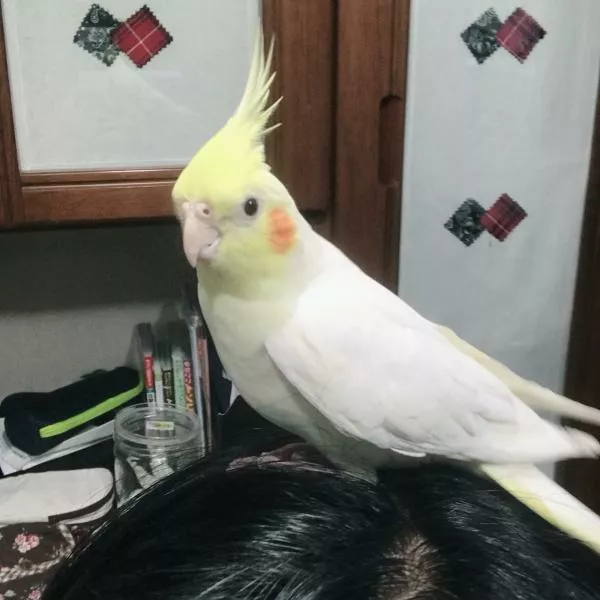 愛鳥さんの写真