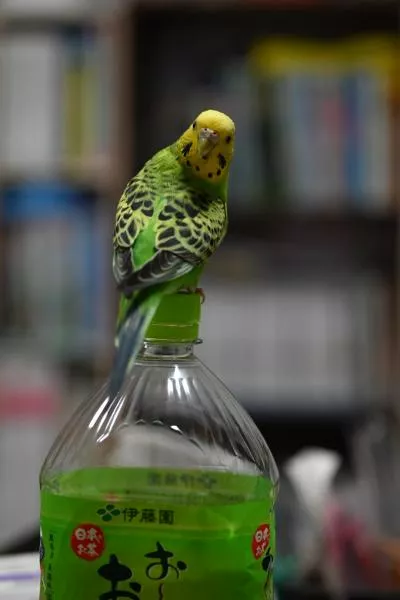 愛鳥さんの写真