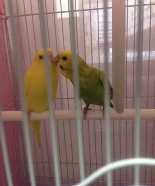 愛鳥さんの写真