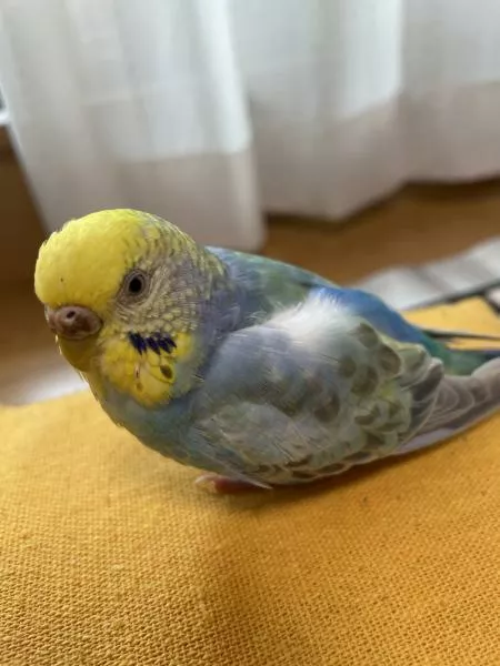 愛鳥さんの写真