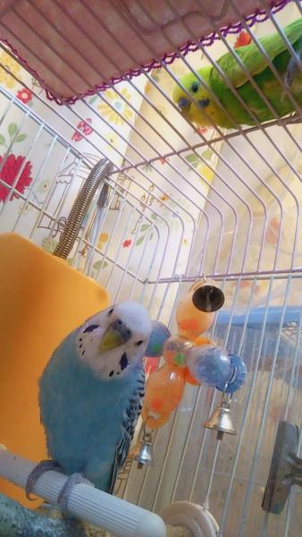 愛鳥さんの写真