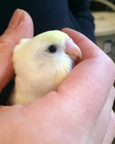 愛鳥さんの写真