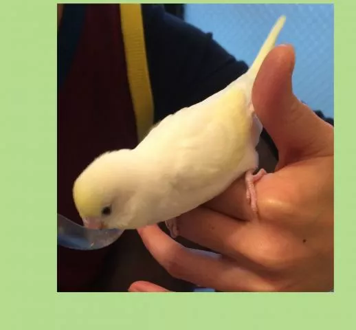 愛鳥さんの写真