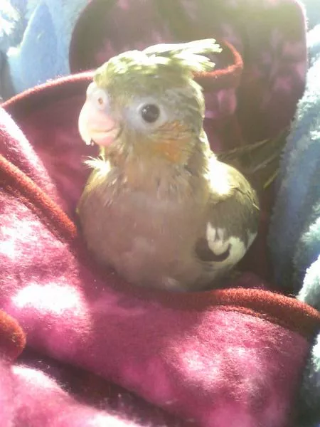 愛鳥さんの写真