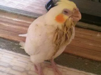 愛鳥さんの写真