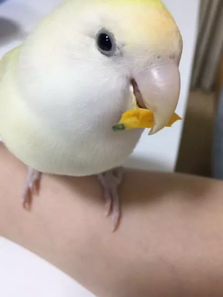 愛鳥さんの写真