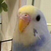 愛鳥さんの写真