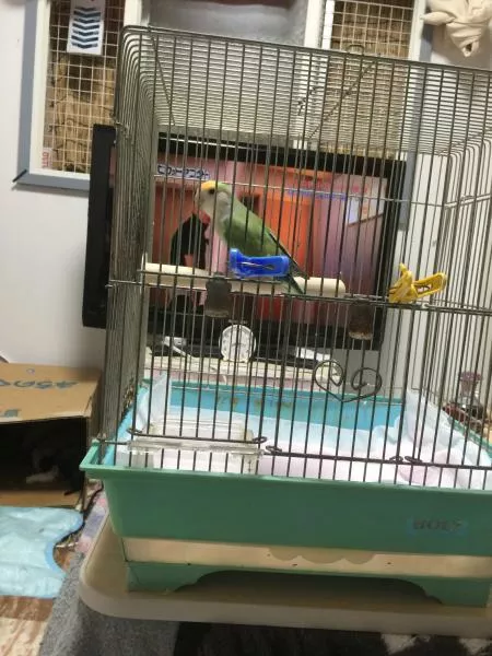 愛鳥さんの写真