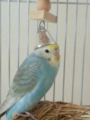 愛鳥さんの写真