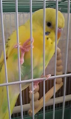 愛鳥さんの写真