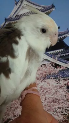 愛鳥さんの写真