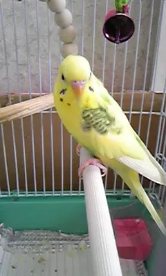 愛鳥さんの写真