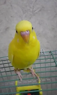 愛鳥さんの写真