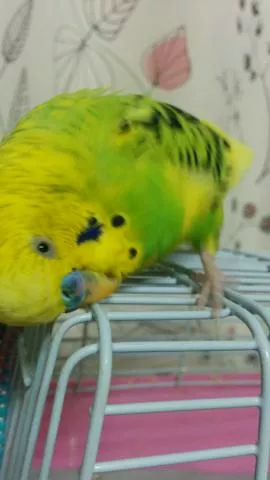 愛鳥さんの写真