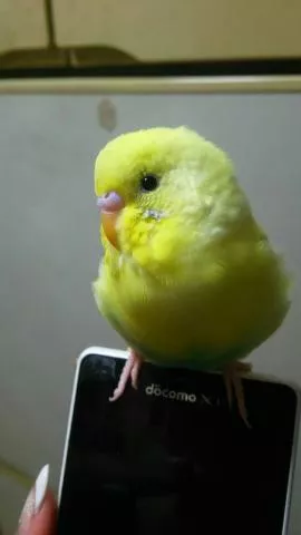 愛鳥さんの写真