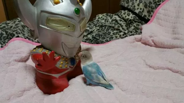 愛鳥さんの写真