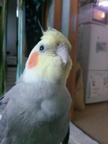 愛鳥さんの写真