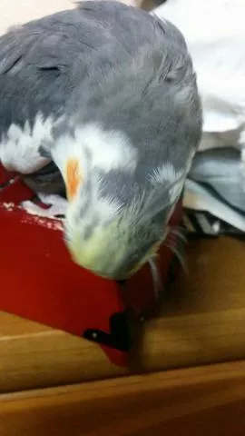 愛鳥さんの写真