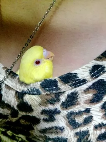 愛鳥さんの写真