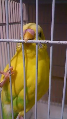 愛鳥さんの写真