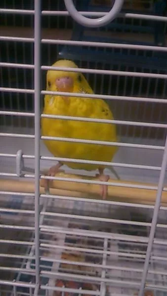 愛鳥さんの写真