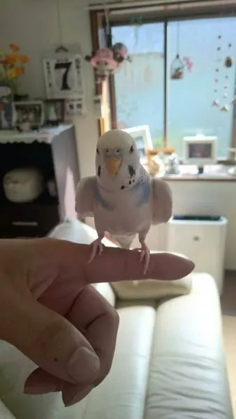 愛鳥さんの写真