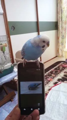 愛鳥さんの写真