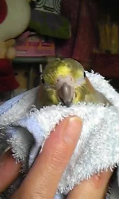 愛鳥さんの写真