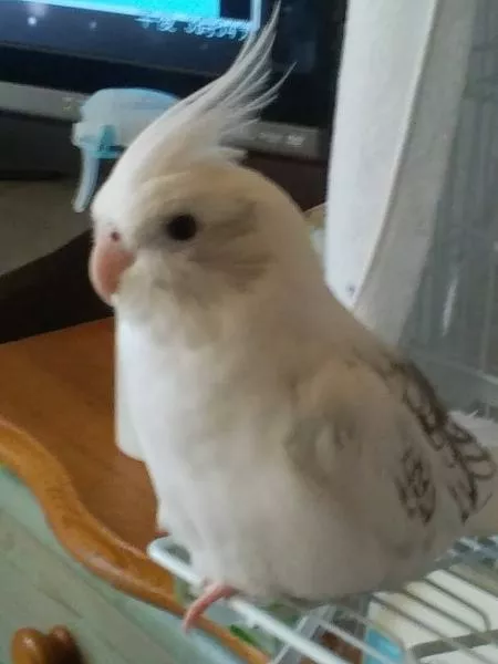 愛鳥さんの写真