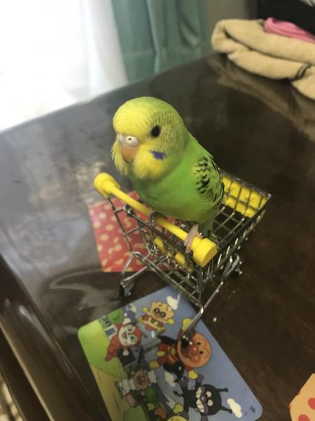 愛鳥さんの写真