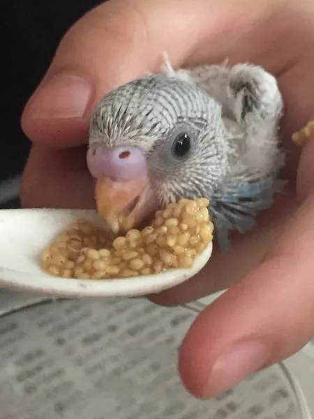 愛鳥さんの写真