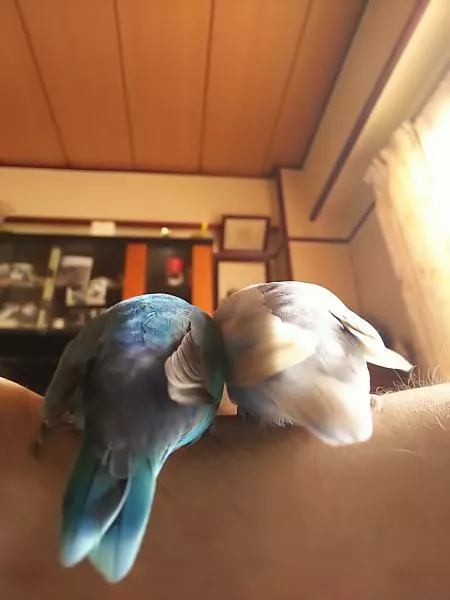 愛鳥さんの写真