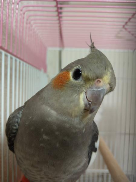 愛鳥さんの写真