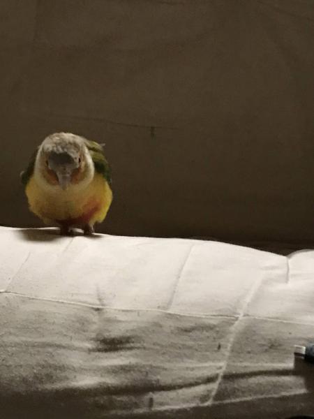 愛鳥さんの写真