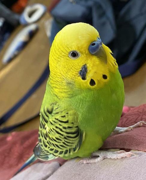 愛鳥さんの写真