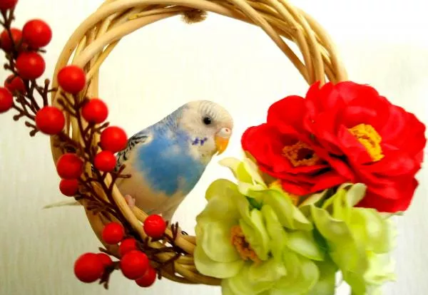 愛鳥さんの写真