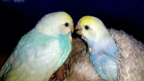 愛鳥さんの写真