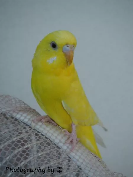 愛鳥さんの写真