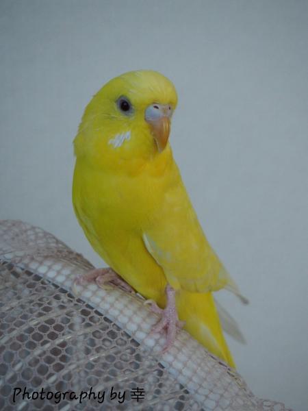 愛鳥さんの写真