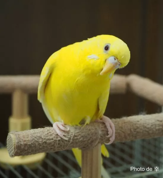 愛鳥さんの写真