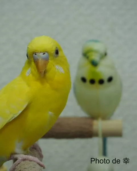 愛鳥さんの写真