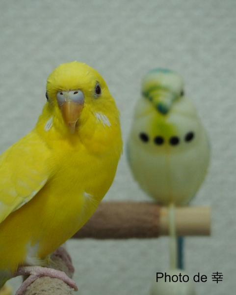 愛鳥さんの写真