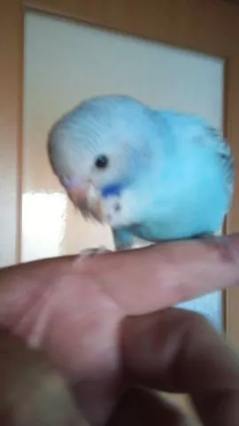 愛鳥さんの写真