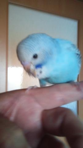 愛鳥さんの写真