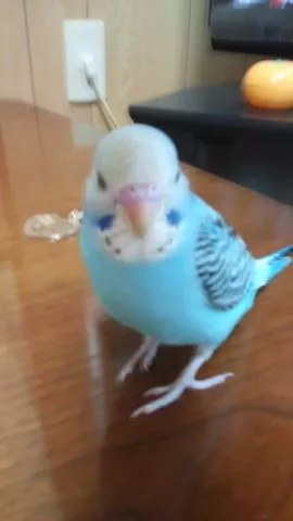 愛鳥さんの写真